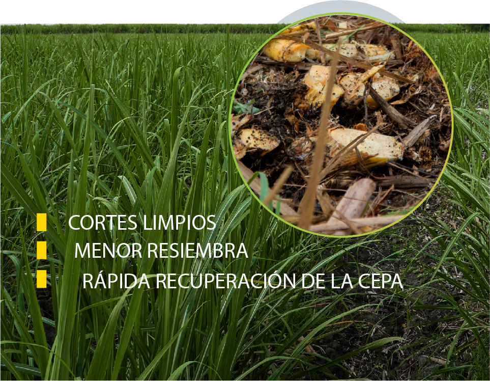 nuevas_Mesa de trabajo 1